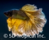 Picture of BETTA-HALFMOON MUSTARD GAS     