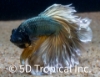 Picture of BETTA-HALFMOON MUSTARD GAS     