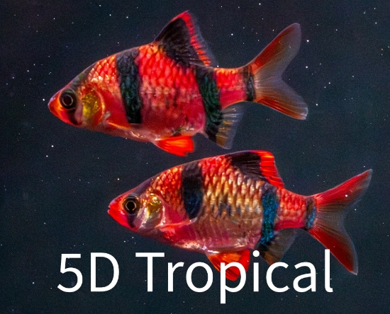 Picture of GLOFISH(R)-BARB STARFIRE RED(R)BARB(NO PR)