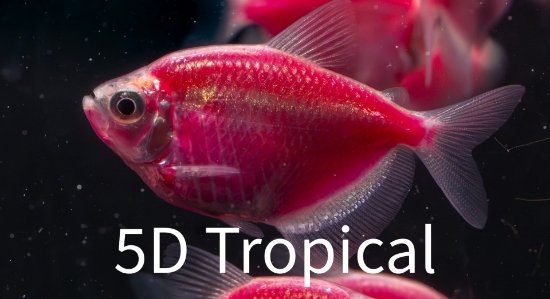 Picture of GLOFISH(R)TETRA-GALACTIC PURPLE(R)