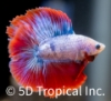 Picture of BETTA-DOUBLETAIL HALFMOON MALE