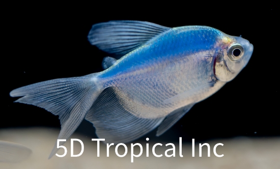 Picture of GLOFISH(R)TETRA-COSMIC BLUE(R)