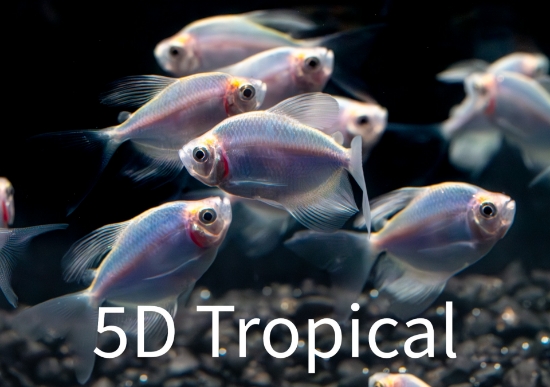 Picture of GLOFISH TETRA-LF COSMIC(R)BLUE 