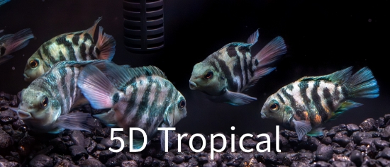 Picture of FAR EAST FISH-BLUE TIGER PARROT SMALL  