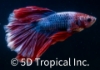 Picture of BETTA-ASSORTED ROSETAIL HALFMOON MALE   