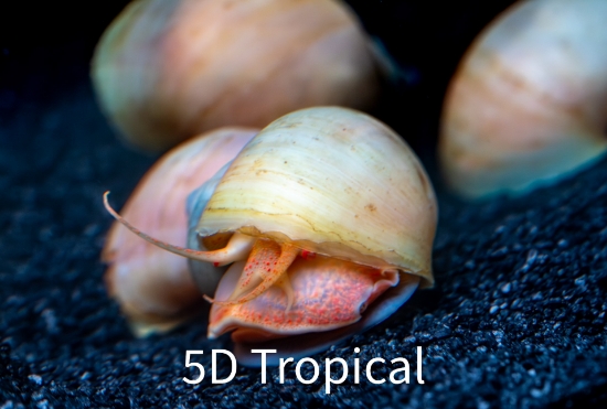 Picture of SNAIL-IVORY (NO GA,AZ,LA)    