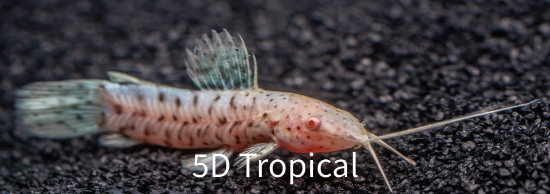 Picture of MISC-HOPLO SPOTTED ALBINO CAT-REG 