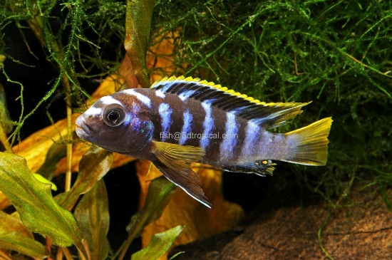 Picture of AFRICAN MBUNA-ULTRA BLUE SOCOLOFFI MD