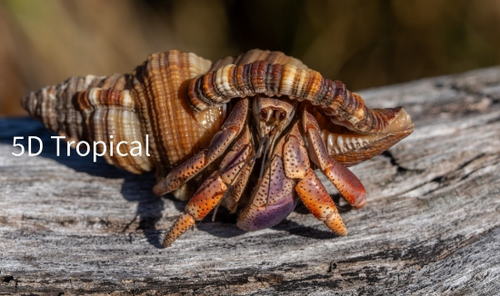 Picture of CRUSTACEAN-CRAB HAITI HERMIT REG LAND