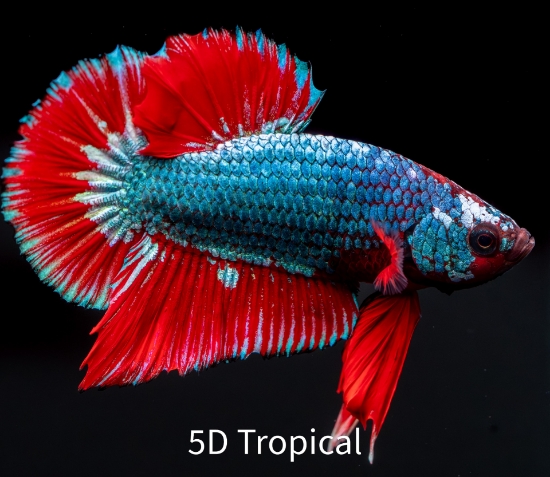 Picture of BETTA-FANCY PLAKAT MALE BETTA  