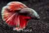 Picture of BETTA-ASSORTED ROSETAIL HALFMOON MALE   