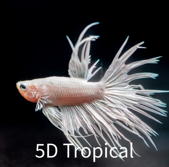Picture of BETTA-PLATINUM CROWNTAIL WHITE MALE  
