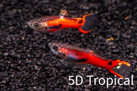 Picture of GUPPY-RED ENDLER MALE 